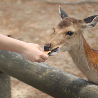 鹿とのふれあいの写真